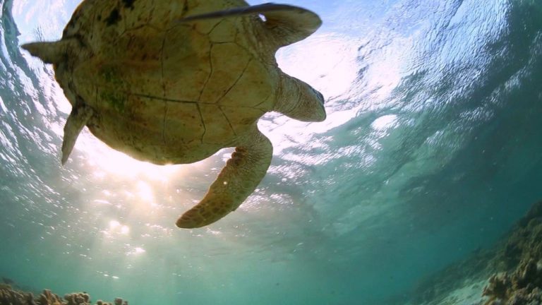 Great Barrier Reef Travel Video Guide, Queensland Australia