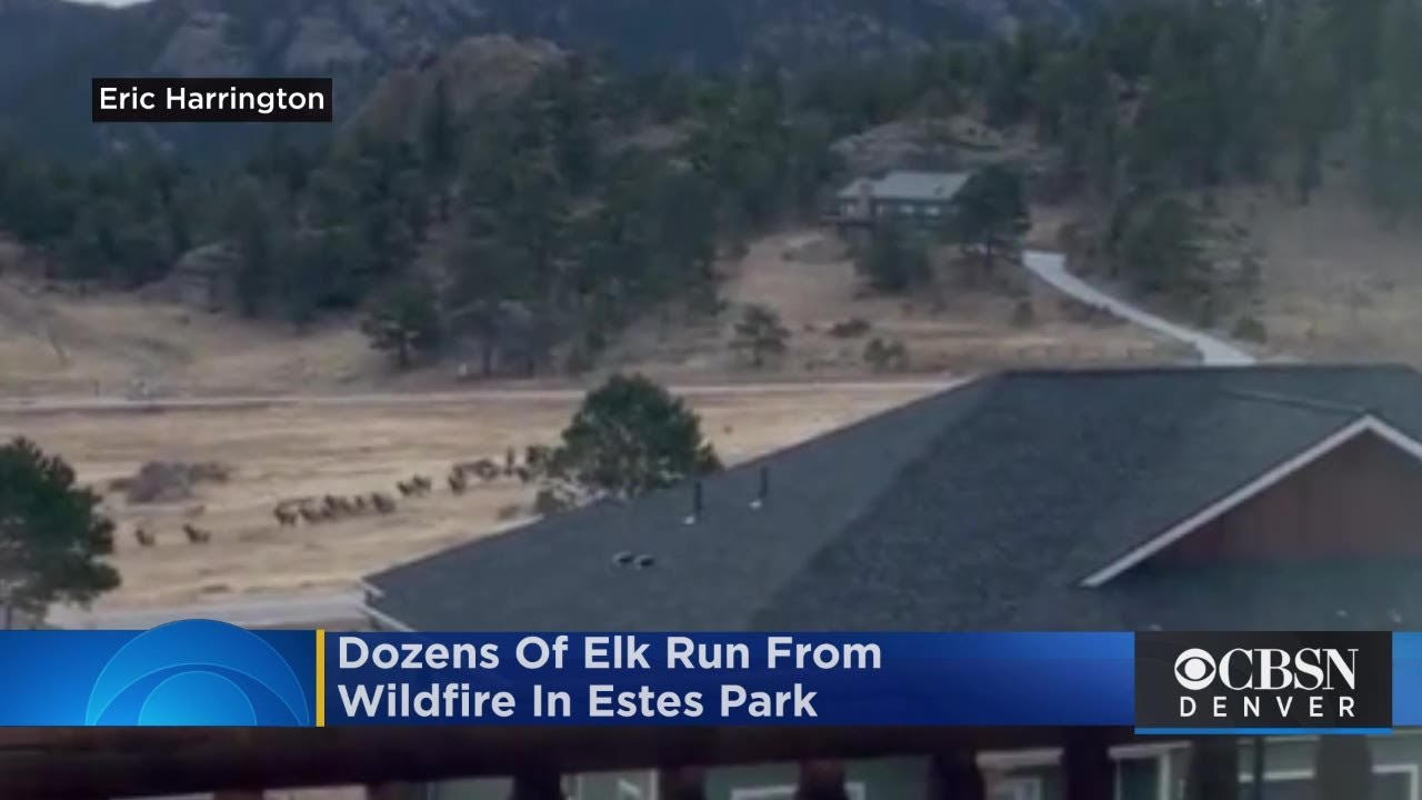 VIDEO: Dozens Of Elk Run From Wildfire In Estes Park