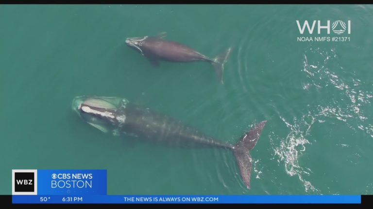 Two Right Whales spotted in Cape Cod canal