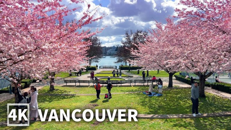 【4K】Cherry Blossoms 🌸Vancouver Spring Walk 2023, David Lam Park – Big Picnic | Travel Canada