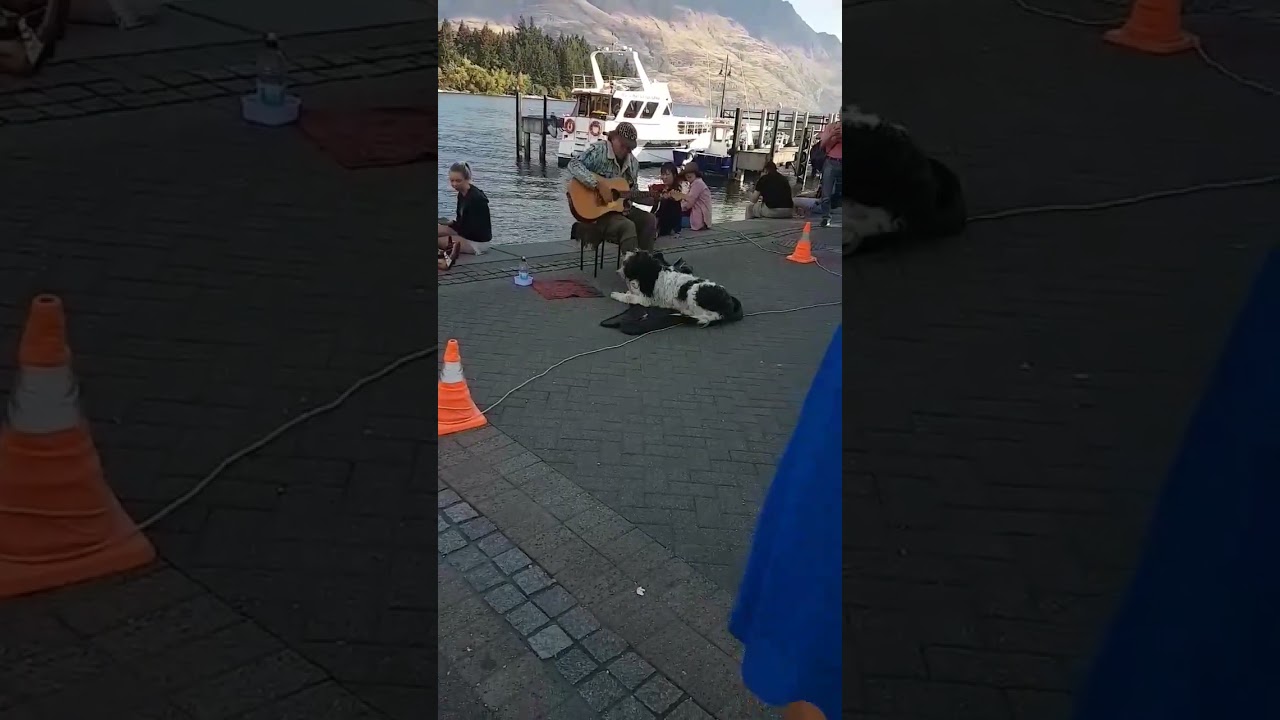 Singing dog – Queenstown New Zealand