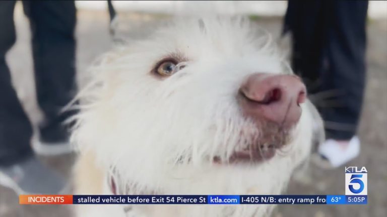 Dog sickened after eating discarded drugs in Studio City park