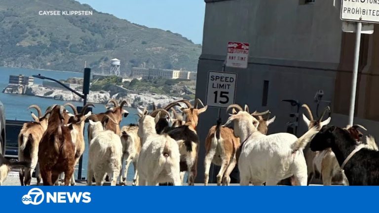 Holy Bleat! Herd of wayward goats stops traffic in San Francisco 🐐