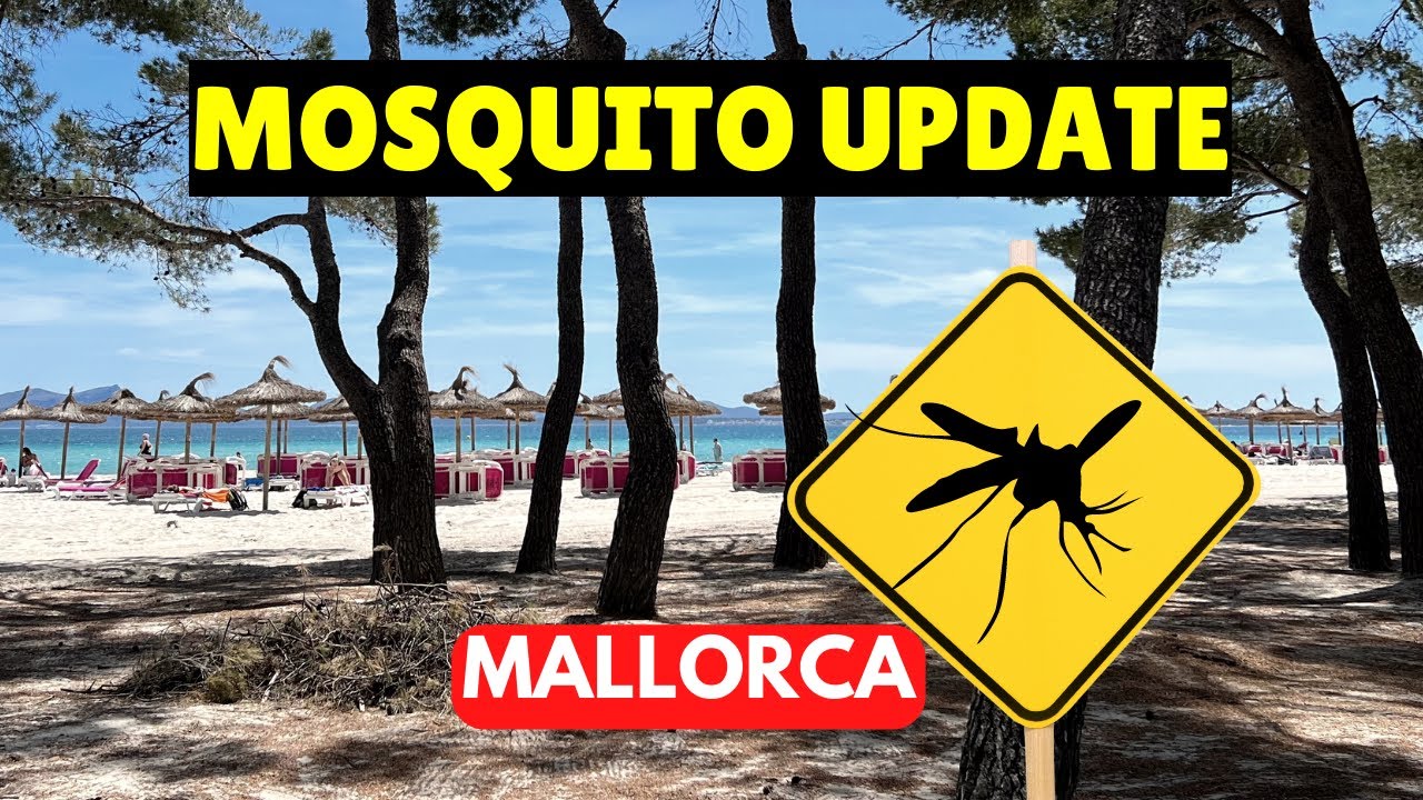 Mallorca News: MOSQUITO UPDATE from Alcudia