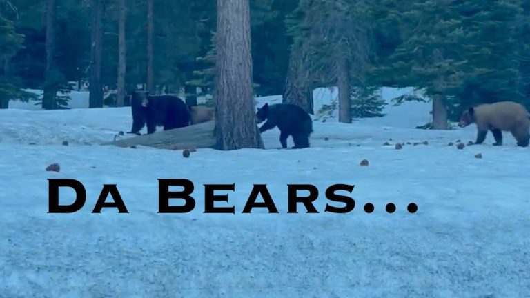 It’s May…. Still Snowing… Let’s go Ski! + Bears in South Lake Tahoe. 5/3-4/23