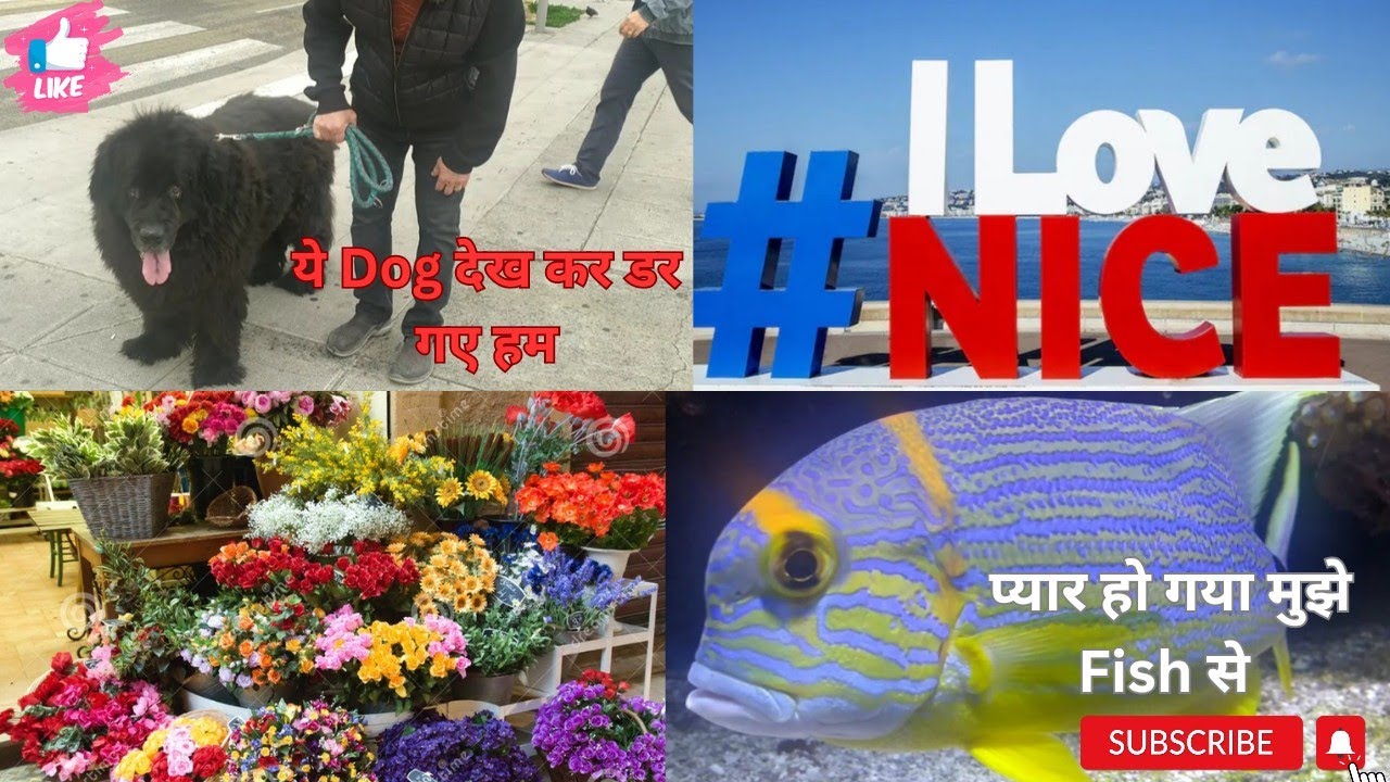 Nice Vlog Day 2| Dog देख कर डर गई | प्यार हो गया मुझे मछली से😍🥰