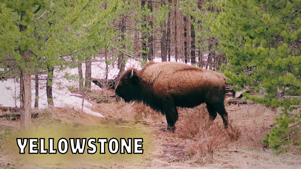 Yellowstone National Park Opening Weekend 2023 – Travel With Me