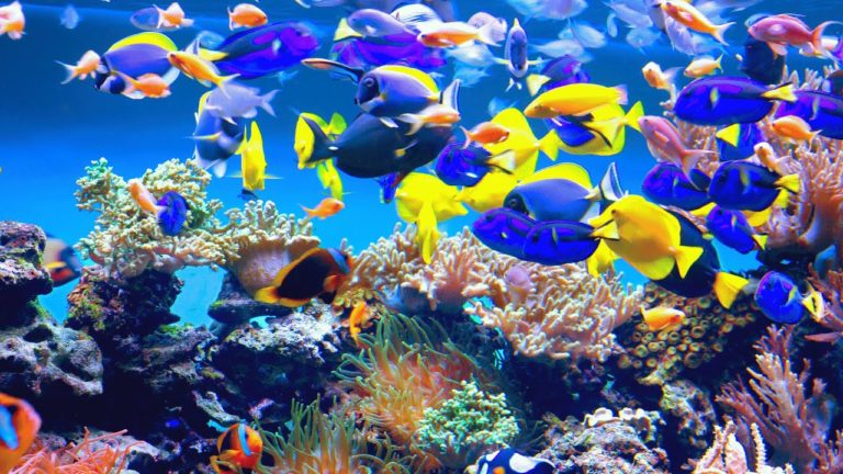 BEST Aquariums You MUST Visit!