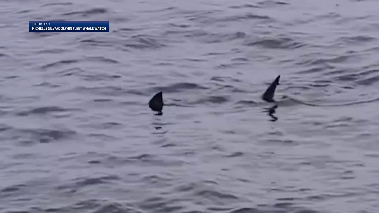 They’re back: Great white sharks spotted off Cape Cod