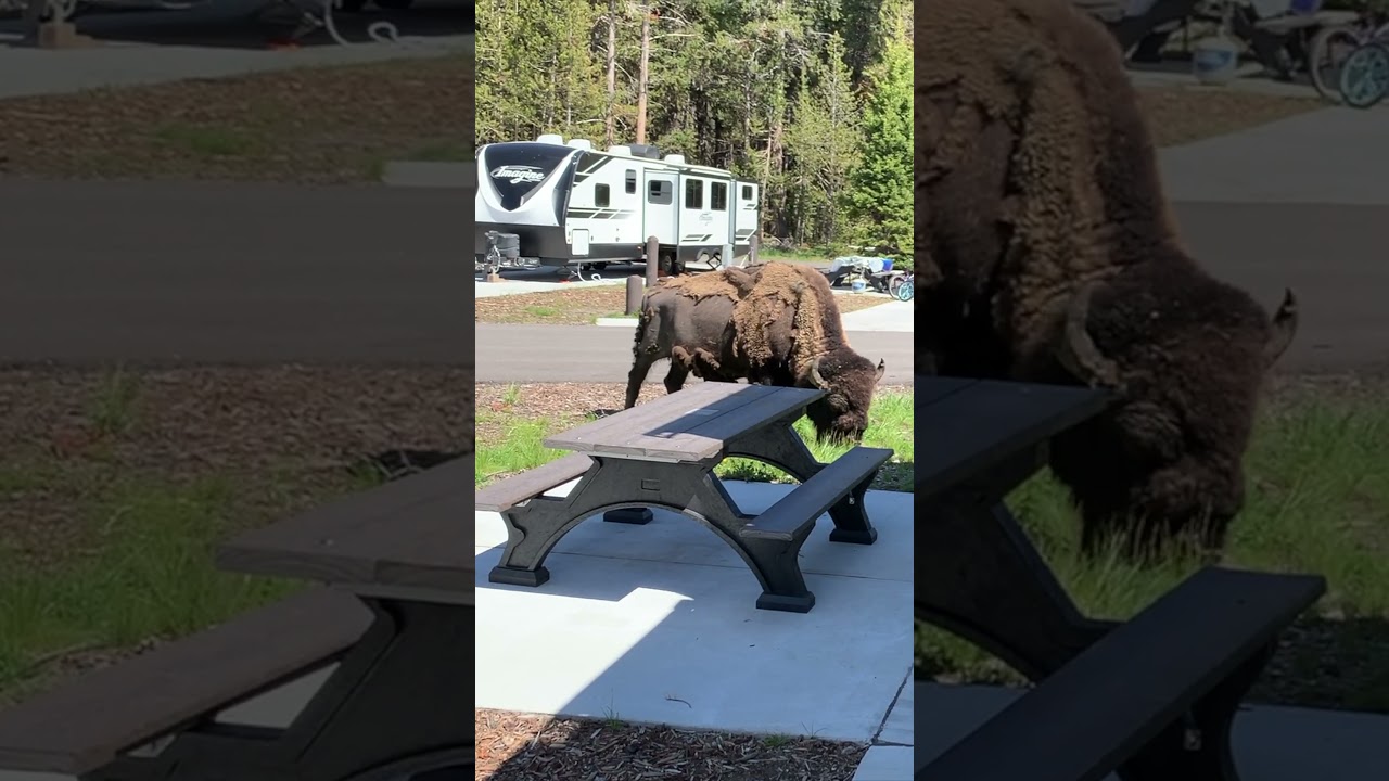 Bison dining at our campsite in Yellowstone National Park