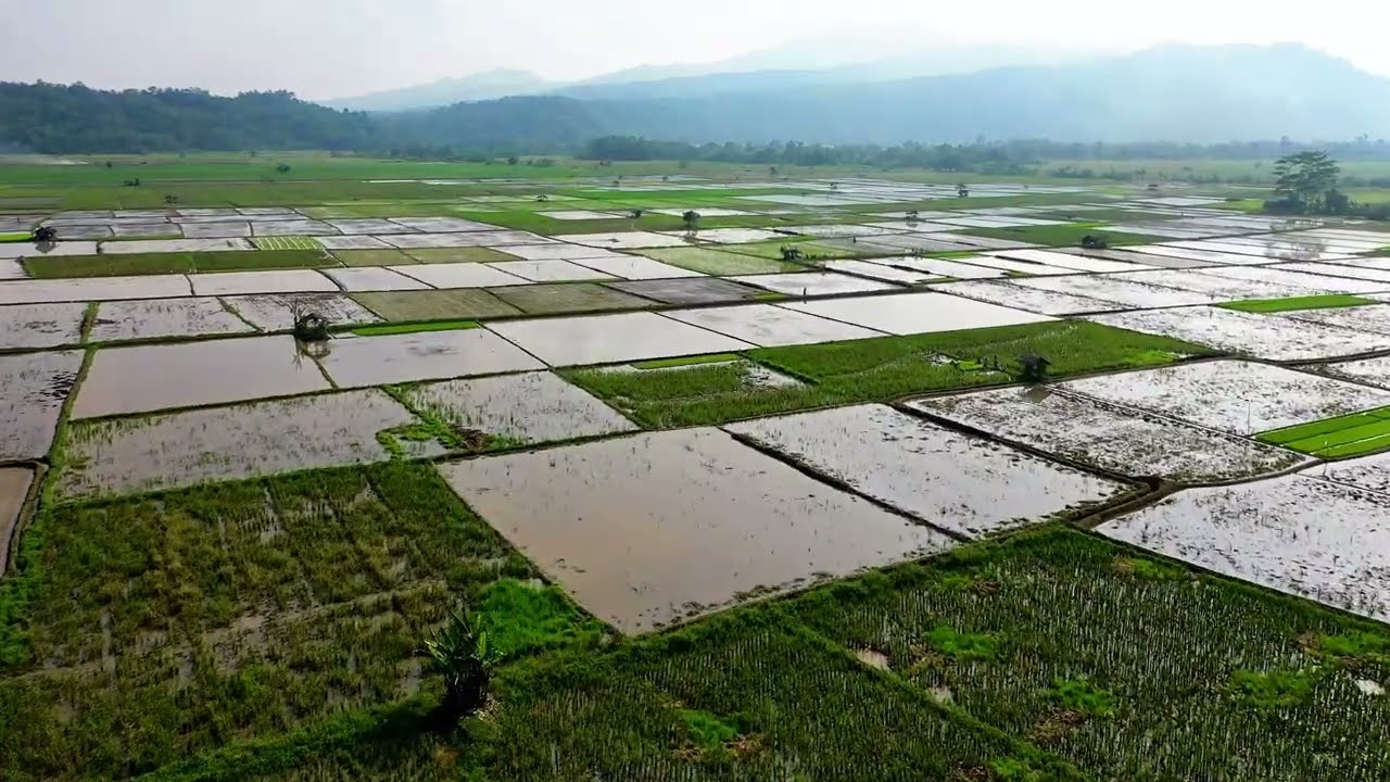 AGRİCULTURE OF INDONESIA