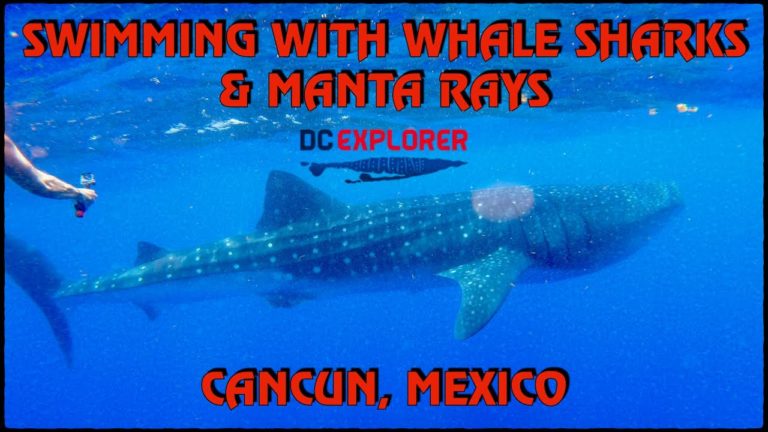 Swimming with Whale Sharks and Manta Rays! – Cancun, Mexico – 06/21/21