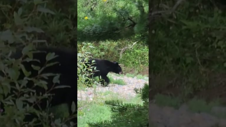 Black Bear in Yellowstone National Park #nature #shorts