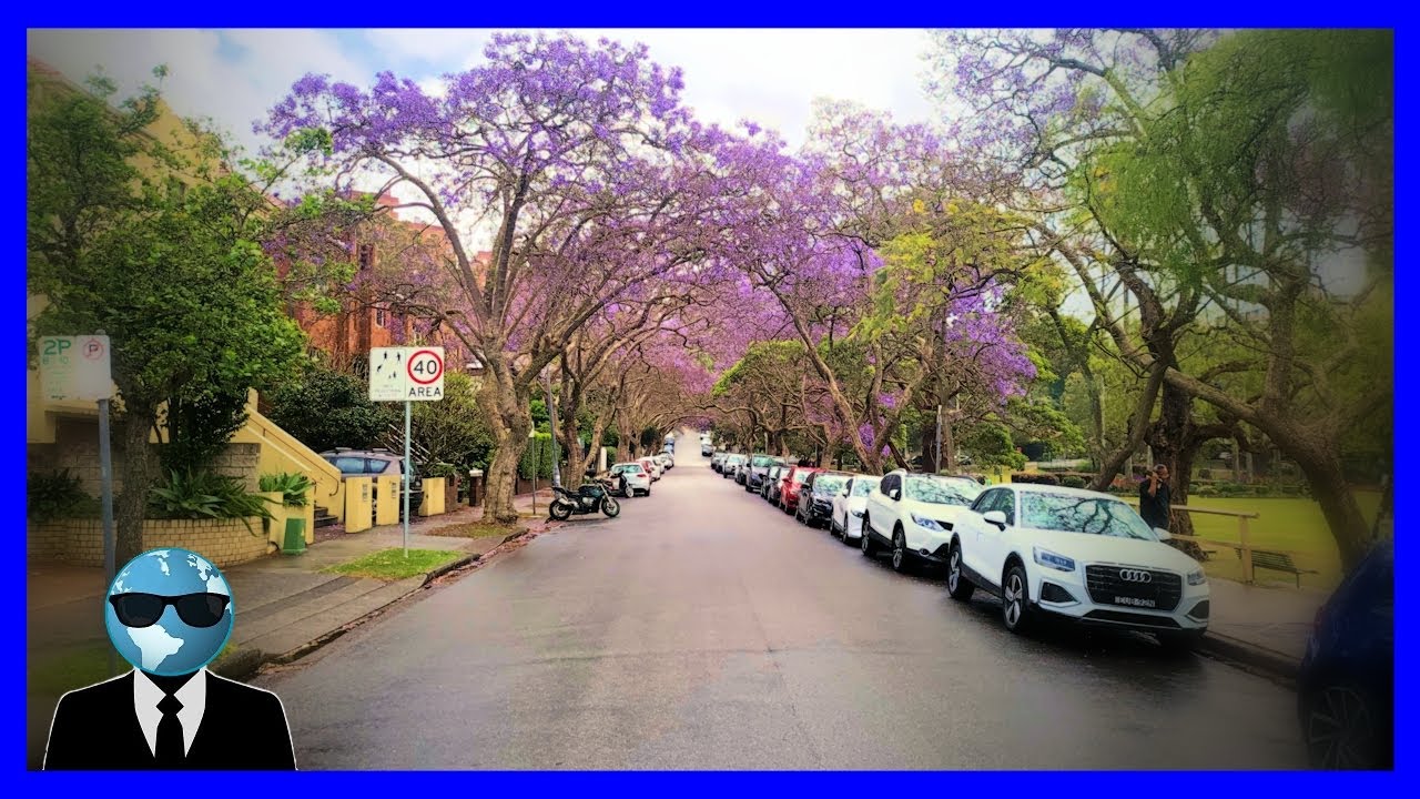 ad 🛩 Jacaranda Blooms on a Rainy Day, McDougall St Kirribilli, Australia 🇦🇺