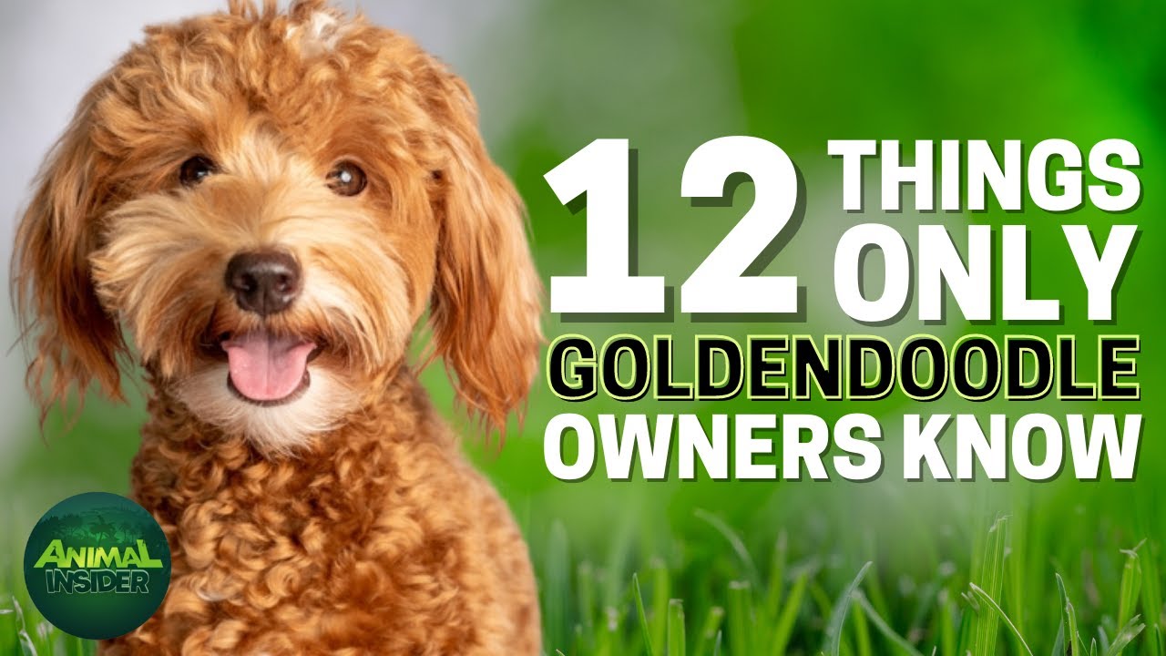 12 Things Only Goldendoodle Dog Owners Understand