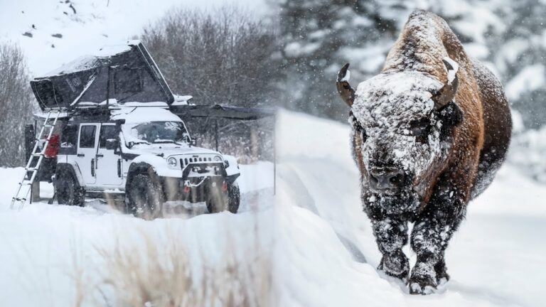 Yellowstone Winter Wildlife Photography and -15F Camping