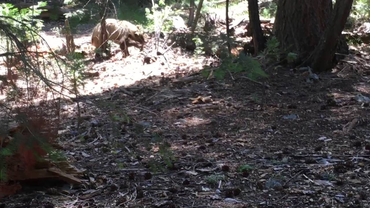 Cub sighting by Vernal Falls in Yosemite National Park