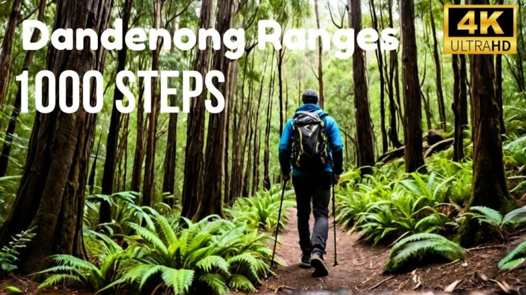 Hiking 1000 Steps at Mount Dandenong Ranges – Ultimate Guide Melbourne