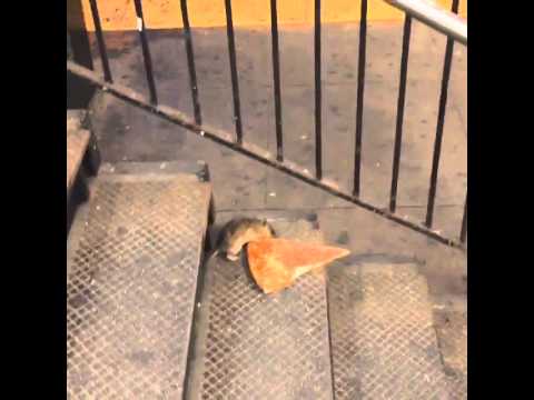 New York City rat taking pizza home on the subway (Pizza Rat™)