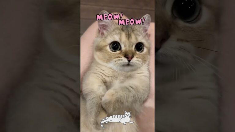 The cutest cat moments that will melt your heart