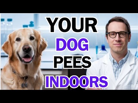 My Dog Won’t Stop Peeing in the House –  Try These Proven Solutions