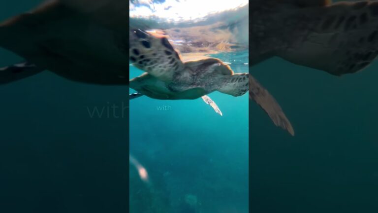 Swim With Turtles At Dimaniyat Island In Oman